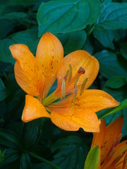 Lilium bulbiferum