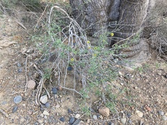 Prosopidastrum mexicanum