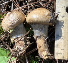 Suillus salmonicolor