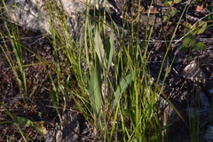 Hieracium scouleri