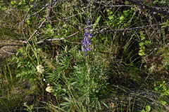 Lupinus sericeus