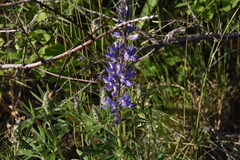 Lupinus sericeus