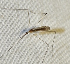 Geranomyia communis