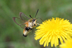 Hemaris tityus