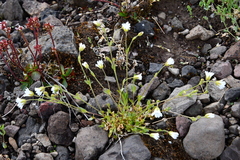 Cerastium beeringianum