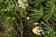 Lithophragma parviflorum