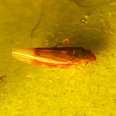 Erythridula abolla