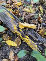 Calycina citrina
