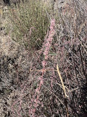 Amaranthus fimbriatus