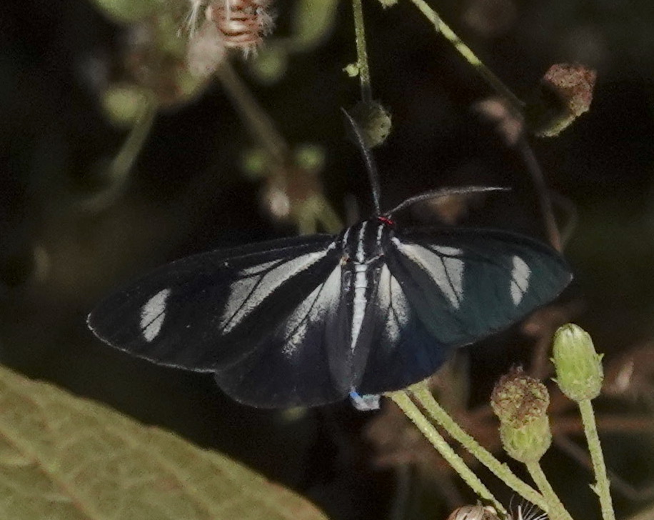 Agyrta flavitincta