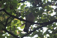 Columba palumbus