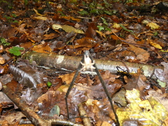 Micrommata