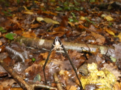 Micrommata