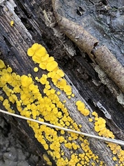 Calycina citrina