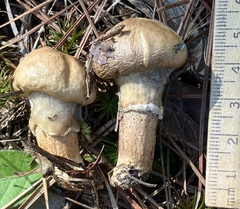 Suillus salmonicolor