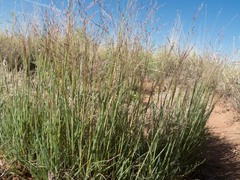 Muhlenbergia torreyi