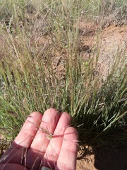Muhlenbergia torreyi