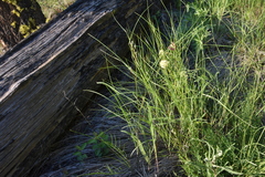 Crepis atribarba