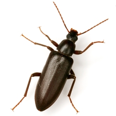 Eupsophulus castaneus