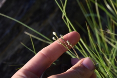 Crepis atribarba