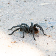 Acanthoscurria