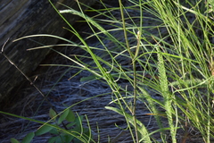 Crepis atribarba