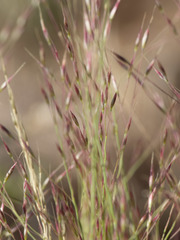 Muhlenbergia torreyi