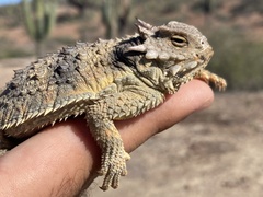Phrynosoma cerroense