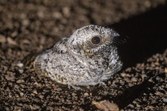 Phalaenoptilus nuttallii