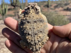 Phrynosoma cerroense