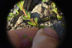 Veronica verna