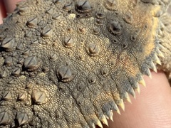 Phrynosoma cerroense