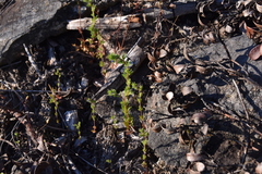 Veronica verna