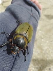 Dynastes hyllus