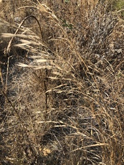 Bromus inermis