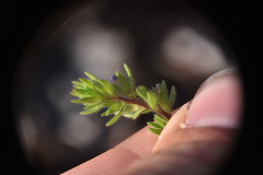 Veronica verna