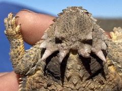 Phrynosoma cerroense