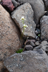 Draba fladnizensis