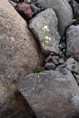 Draba fladnizensis