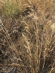 Bromus inermis