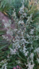 Chenopodium