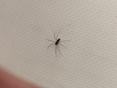 Araneomorphae