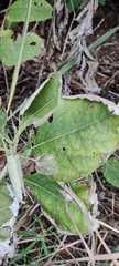 Verbesina virginica