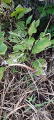 Verbesina virginica