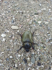 Dynastes hyllus