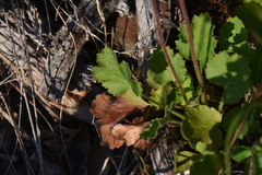 Heuchera cylindrica