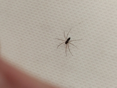 Araneomorphae