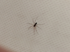 Araneomorphae