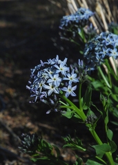 Amsonia tomentosa