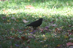 Corvus frugilegus